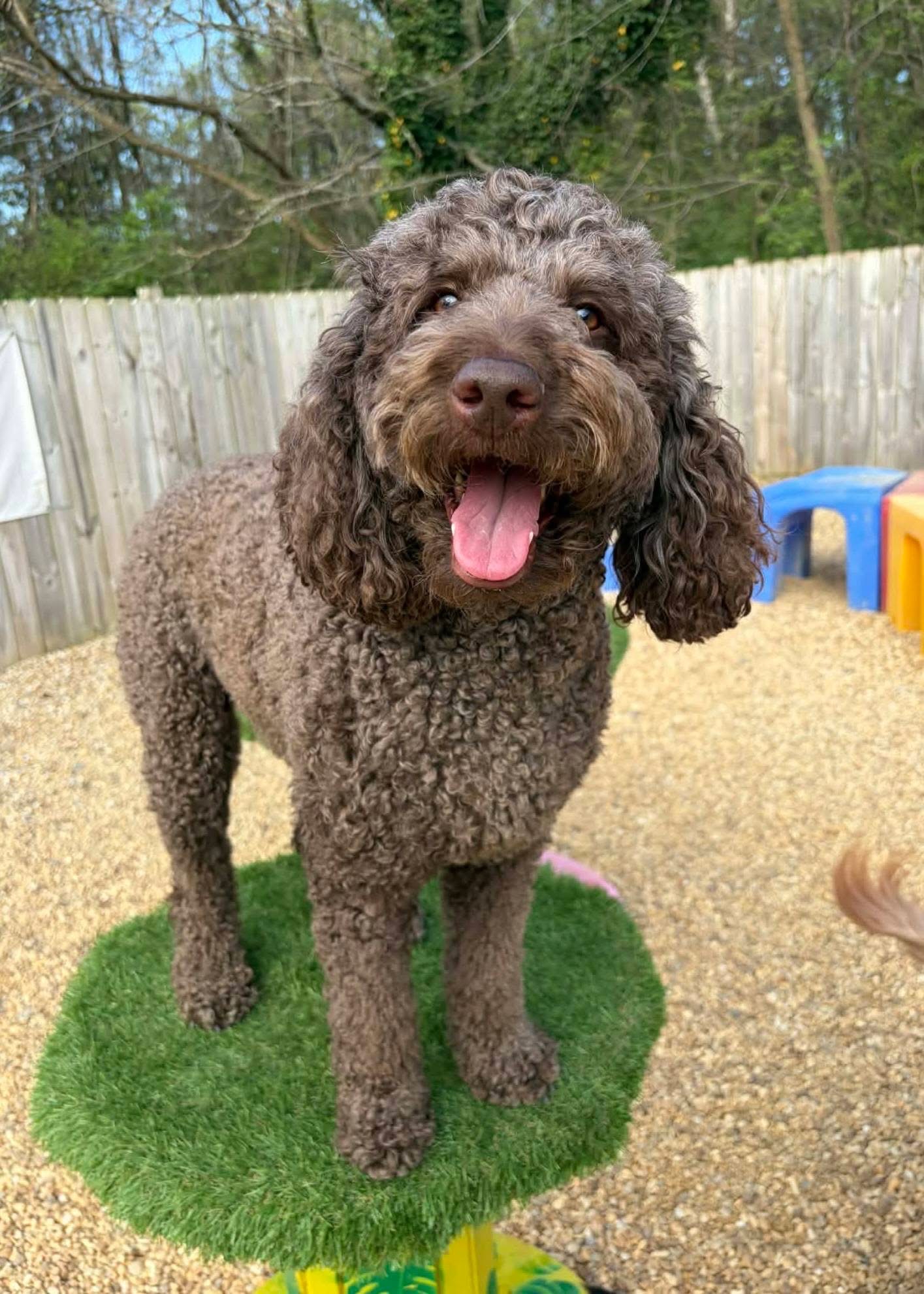 dog daycare chattanooga, tn