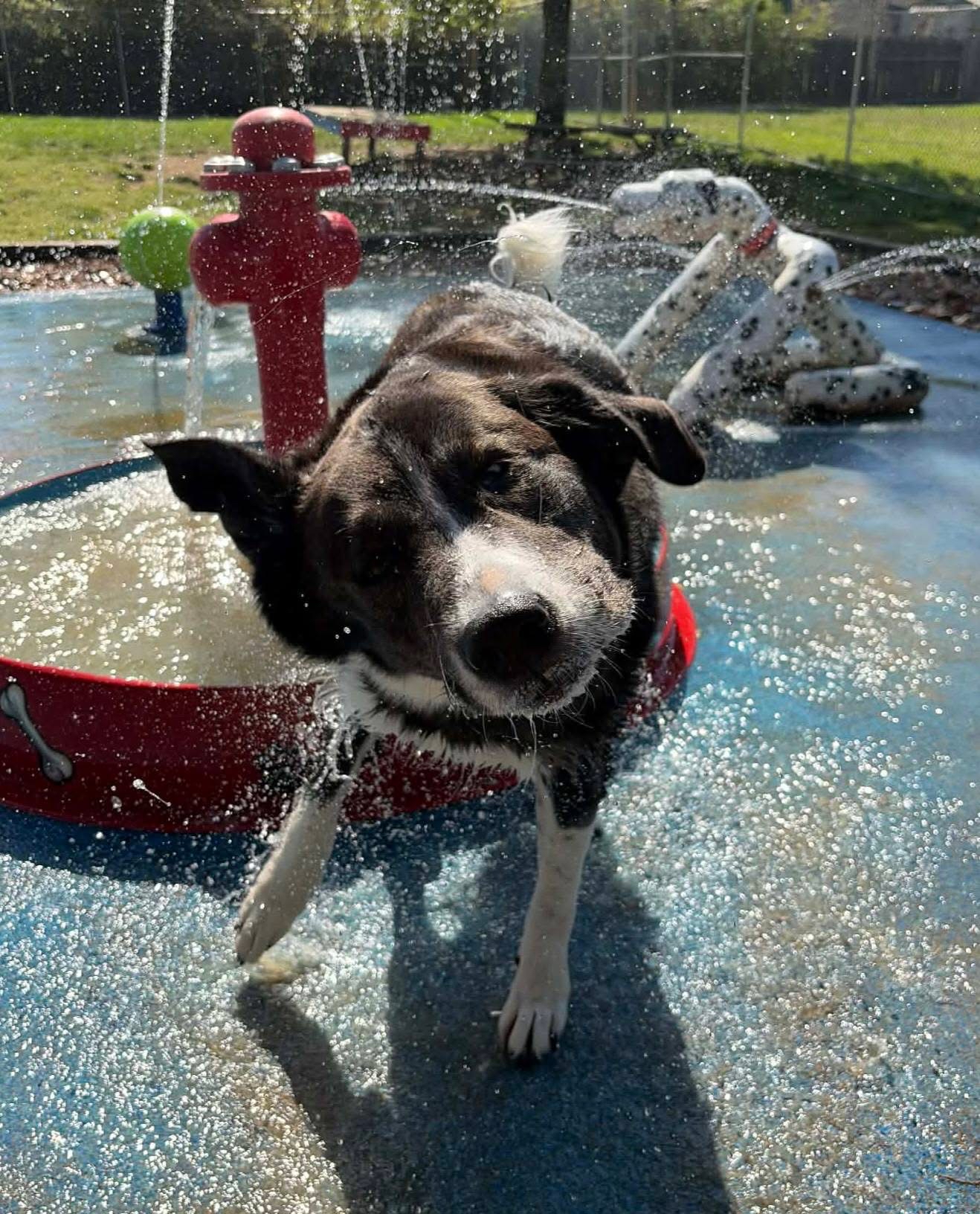 dog daycare chattanooga, tn