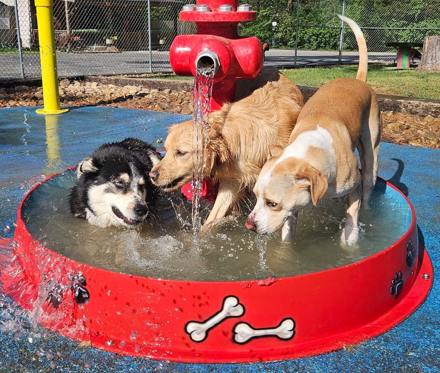 dog daycare chattanooga, tn