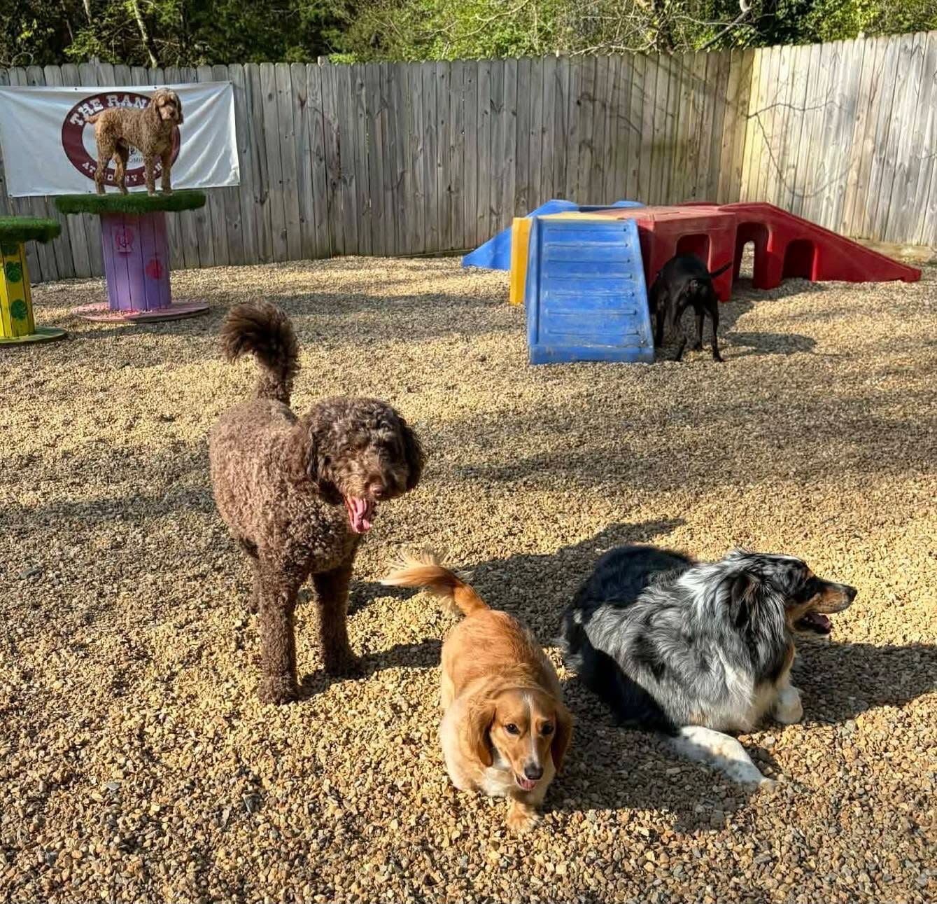 dog daycare chattanooga, tn