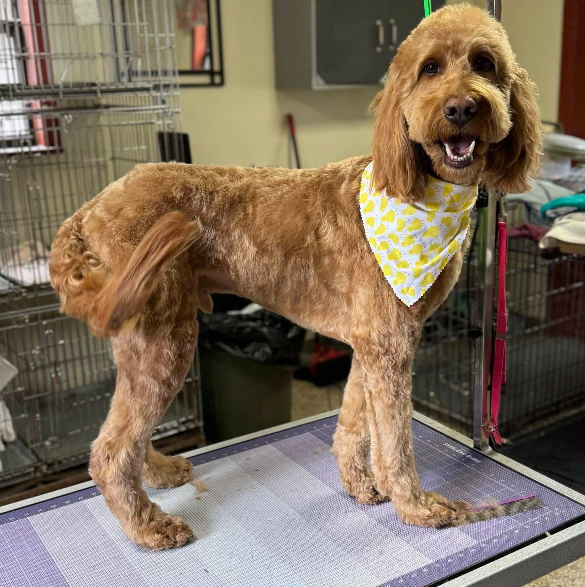 dog grooming chattanooga, tn