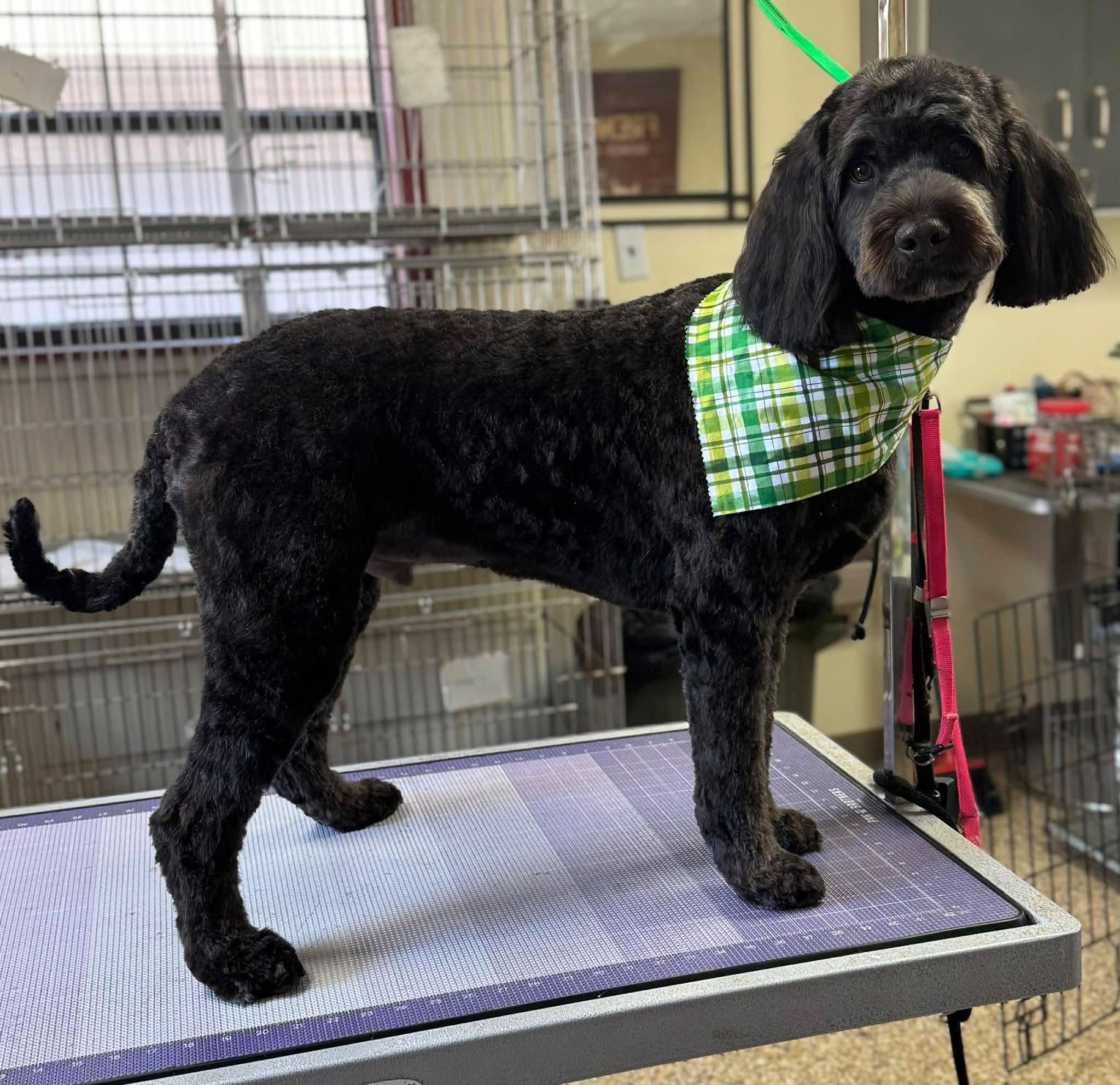 dog grooming chattanooga, tn