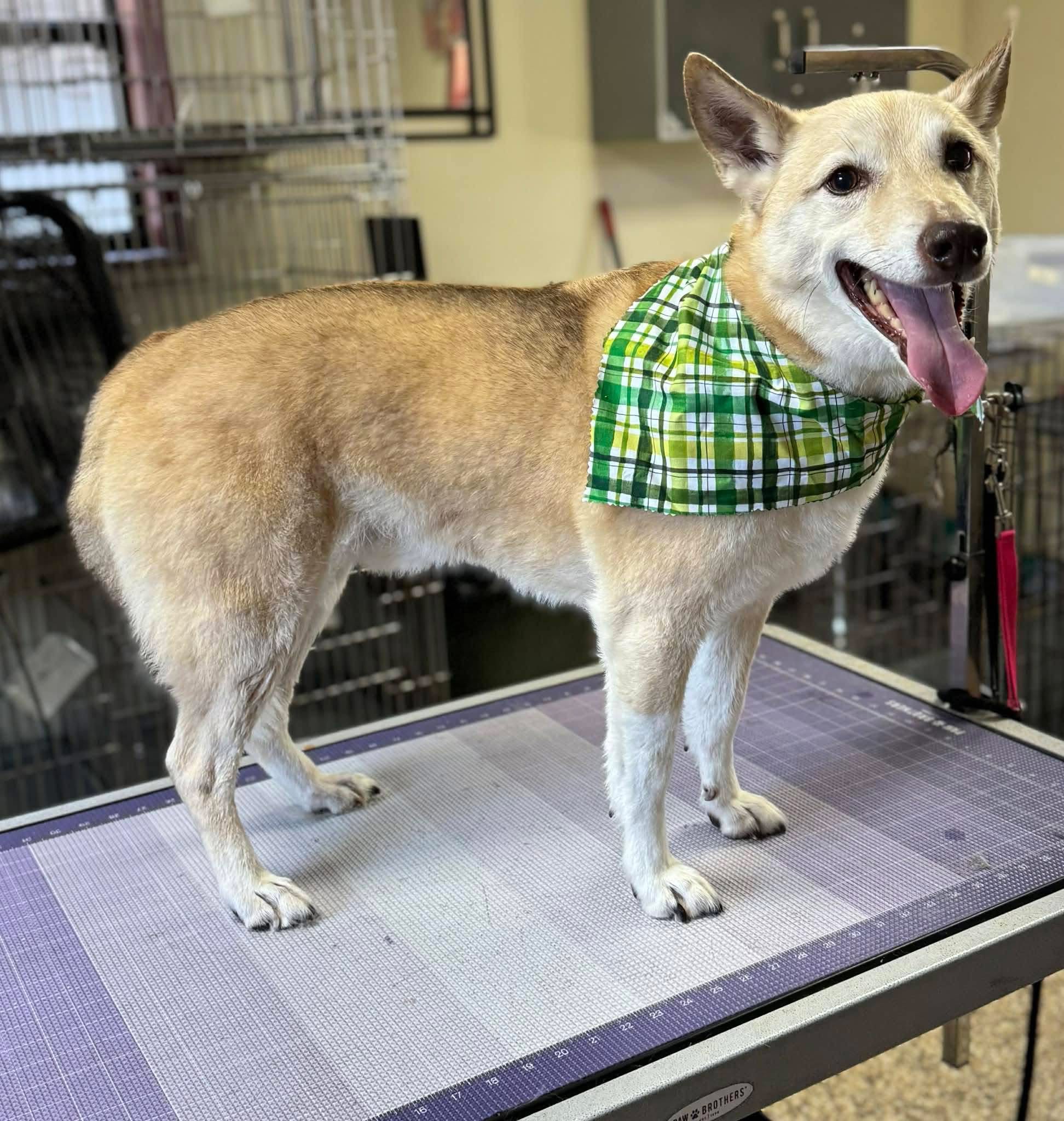 dog grooming chattanooga, tn