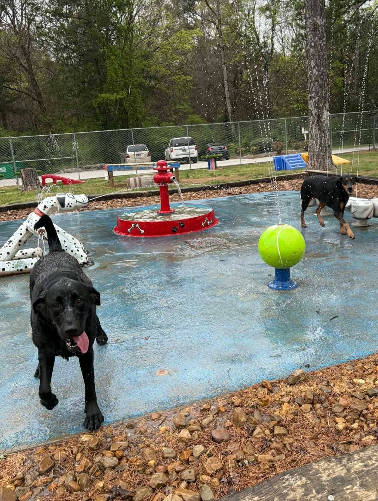 Dog Splash Pad at The Ranch at Bonny Oaks