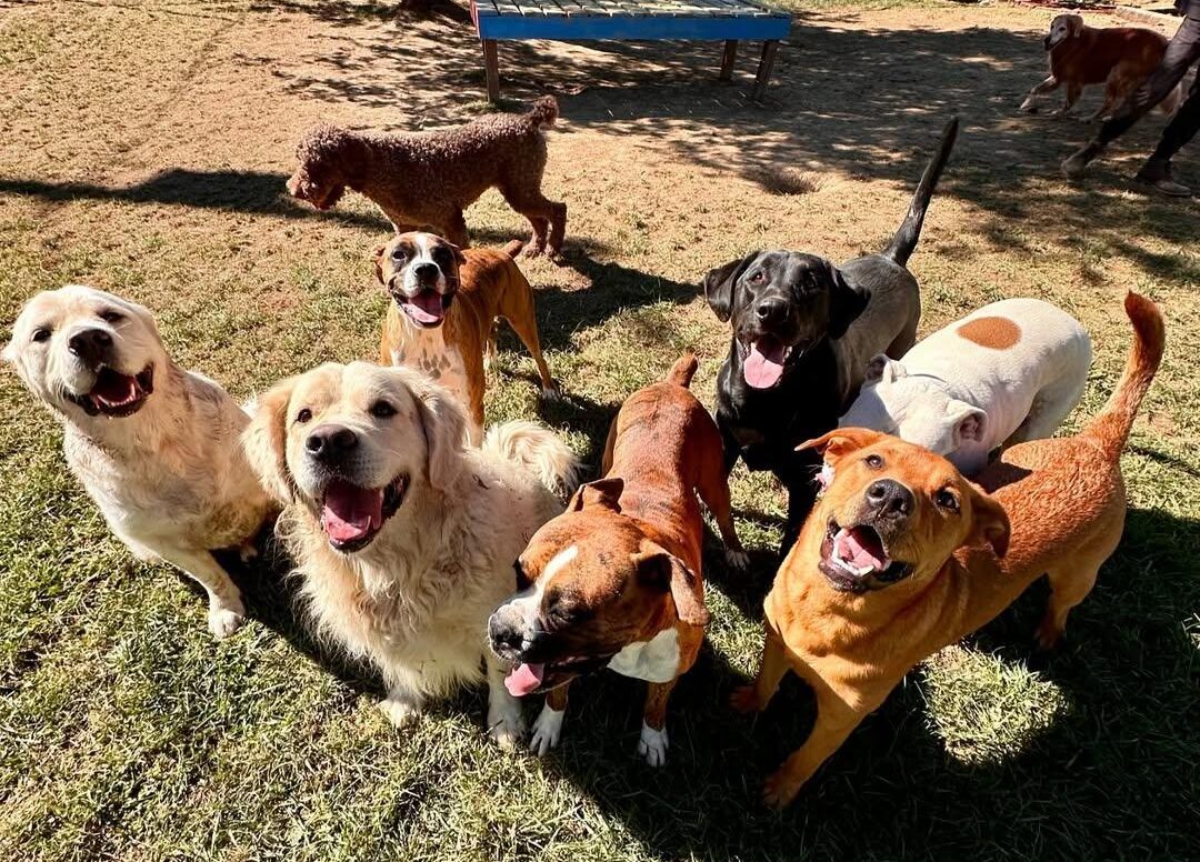 Pet Boarding Chattanooga, TN