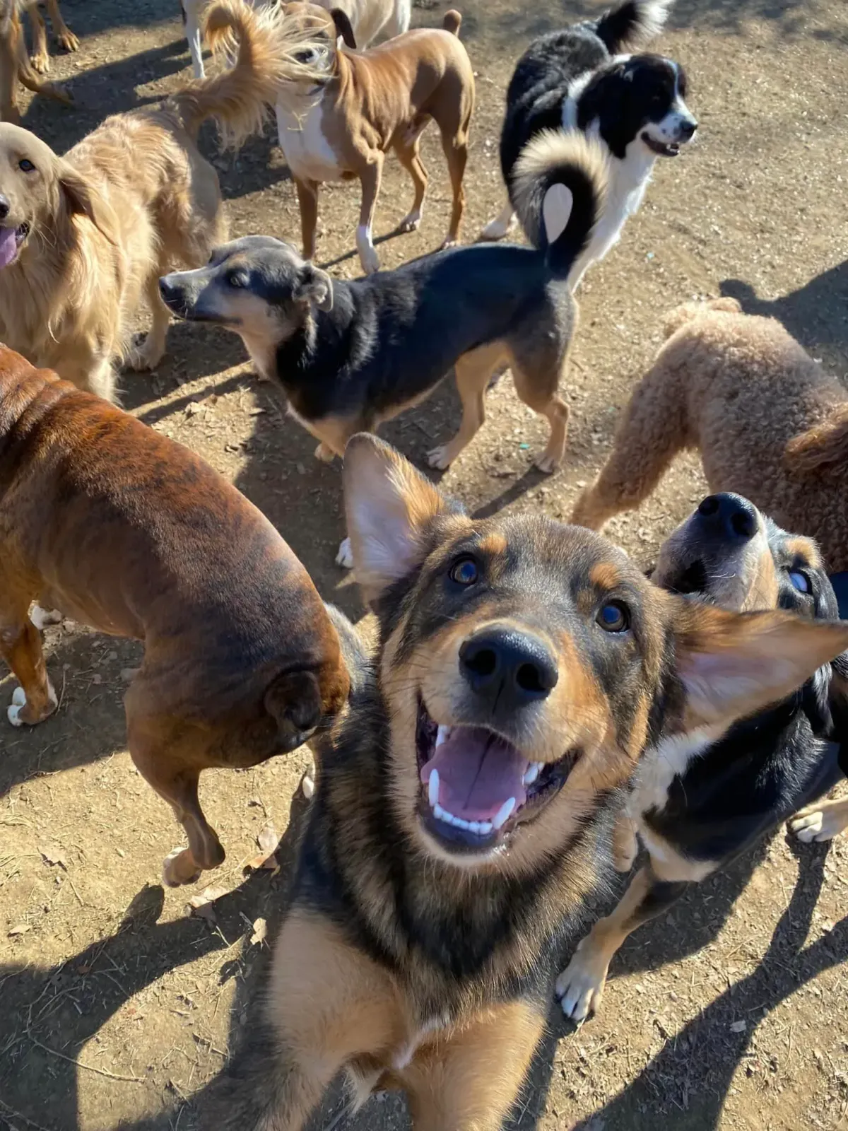 dog daycare chattanooga, tn