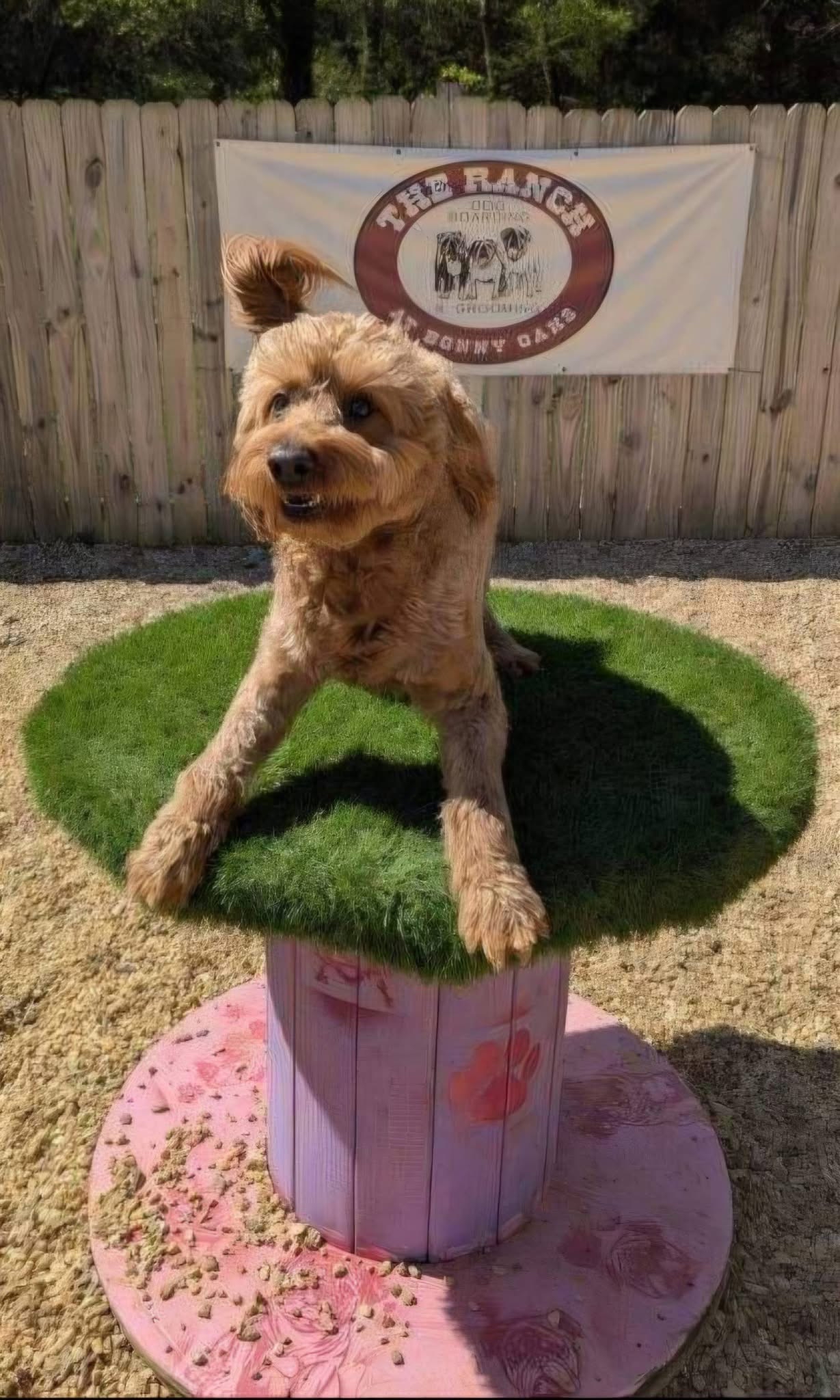 Fluffy brown dog sitting on grassy table at The Ranch at Bonny Oaks near Red Bank, TN