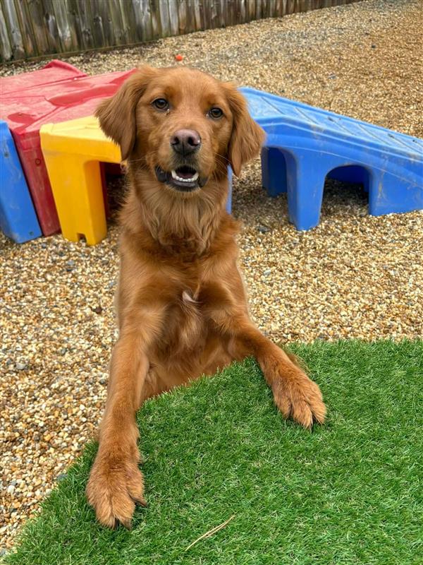 Golden retriever sitting with paws on grassy table at The Ranch at Bonny Oaks near Middle Valley, TN