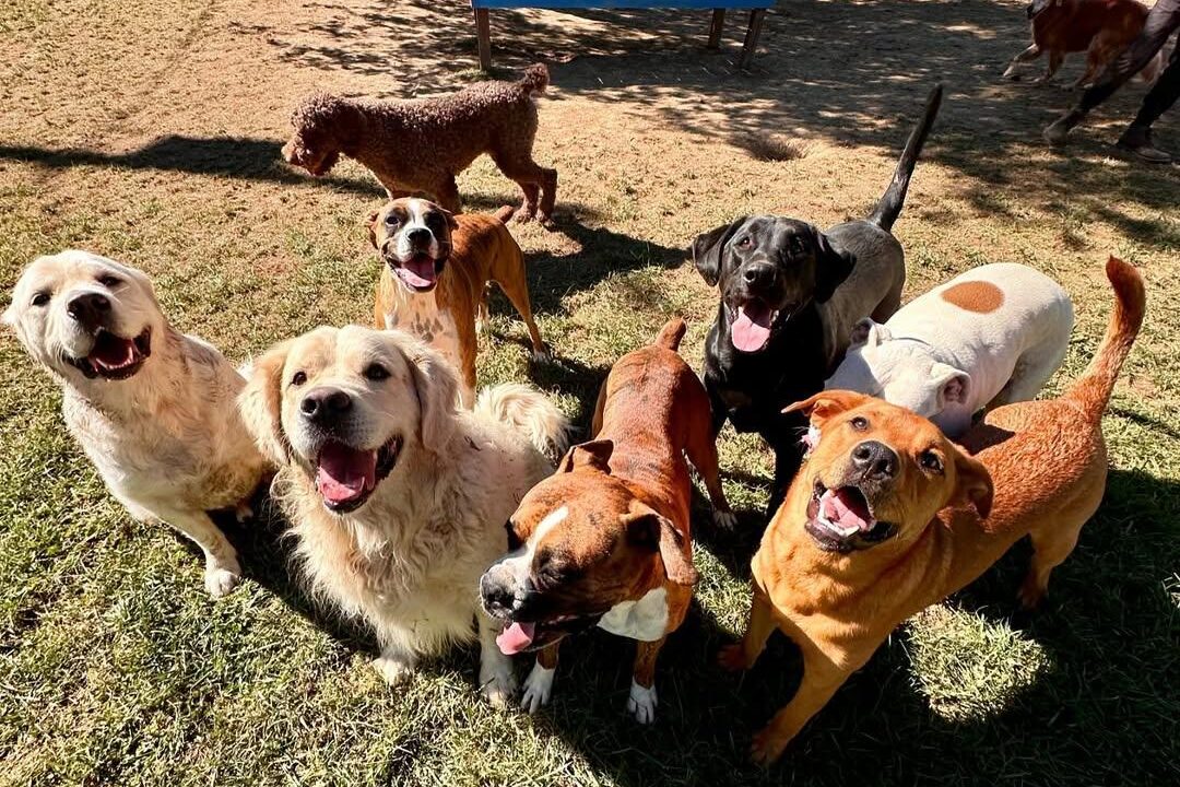 Group of happy dogs outside at The Ranch at Bonny Oaks near Red Bank, TN