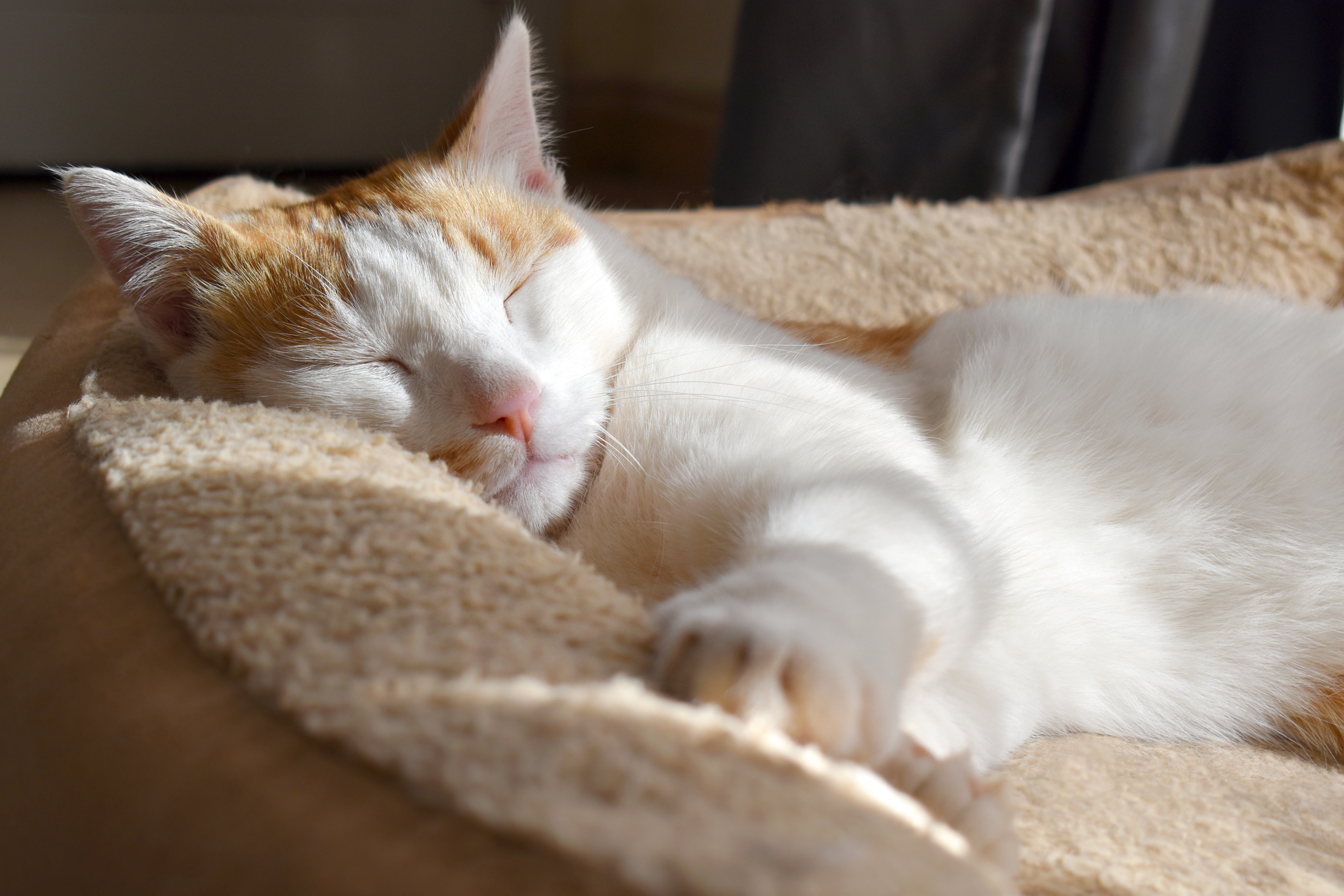 Cat sleeping in the sun in cat bed at The Ranch at Bonny Oaks near Red Bank, TN